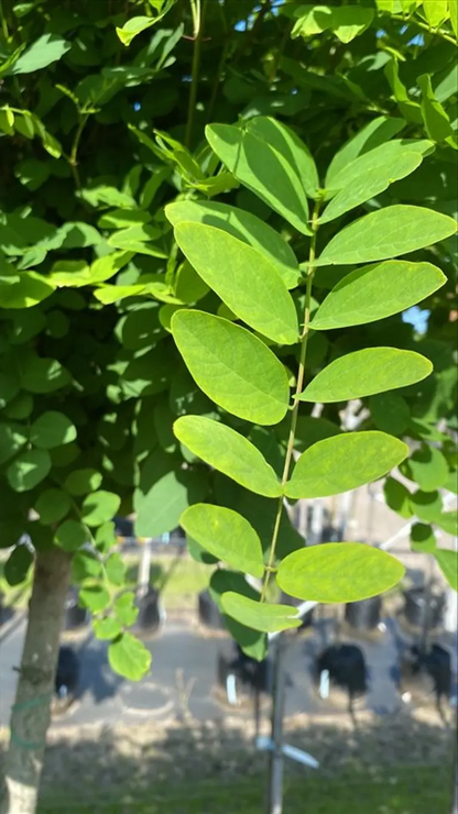 Robinia pseudoacacia 'Umbraculifera' - Bolacacia op stam