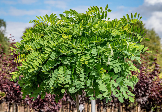 Een groene, compacte boom met fijn vertakte takken en levendige bladeren, geplaatst in een tuin met paarse struiken. Perfect voor een natuurlijke tuinversiering of als decoratief element in een buitenruimte.