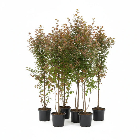 Een set van vijf jonge hazelaar bomen in zwarte potten, met groene en bruine bladeren. Ideaal voor binnen- of buitenruimte als decoratieve planten.