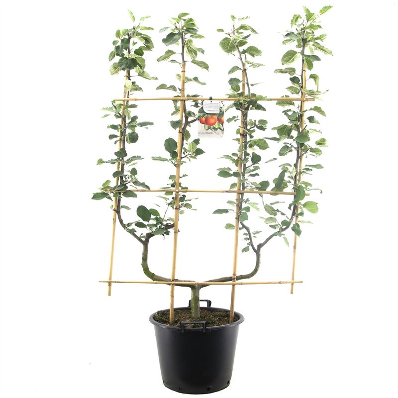 Malus domestica Rode Boskoop -  Rode moesappel dubbele U leivorm