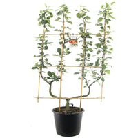 Malus domestica 'Rode Boskoop' -  Rode appel - Leivorm dubbele U