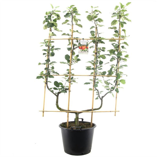 Malus domestica Rode Boskoop -  Rode moesappel dubbele U leivorm