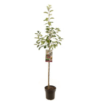 Malus domestica 'Rode Boskoop' -  Rode appel - Halfstam