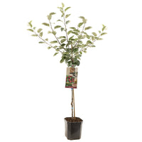 Malus domestica 'Rode Boskoop' -  Rode appel - Laagstam