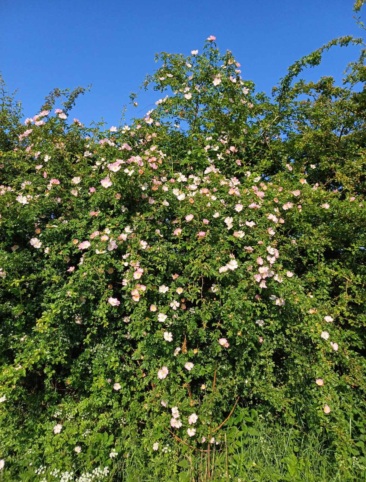 Rosa canina - Hondsroos blote wortel