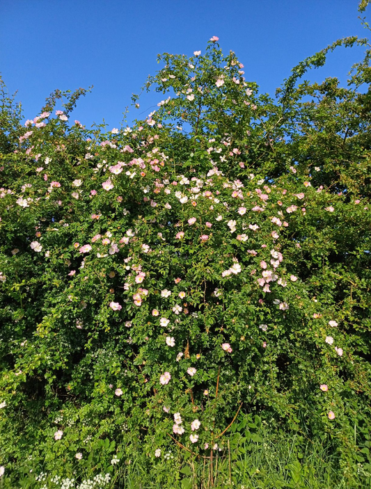 Rosa canina - Hondsroos in pot