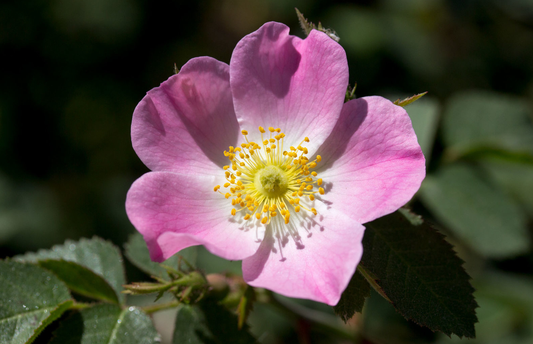 Rosa rubiginosa - Egelantier in pot