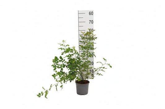 Groene klimplant in een grijze pot, met een witte meetlat achteraan om de hoogte te tonen. Perfect voor binnen- en buitenruimtes, geschikt voor decoratieve tuin- en kamerplanten.