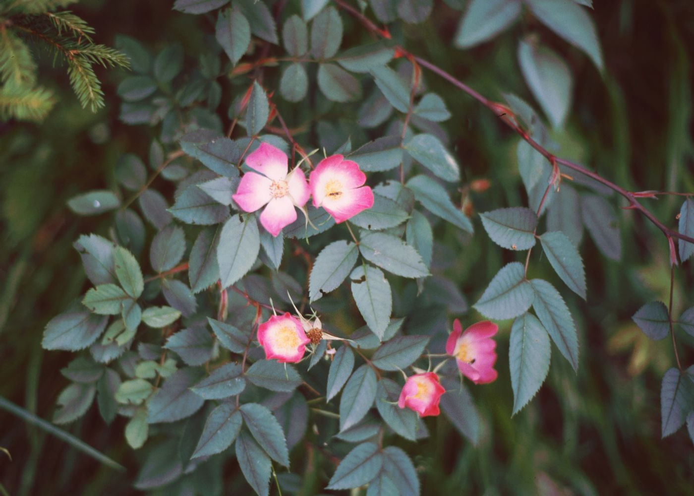 Rosa glauca - Bergroos in pot