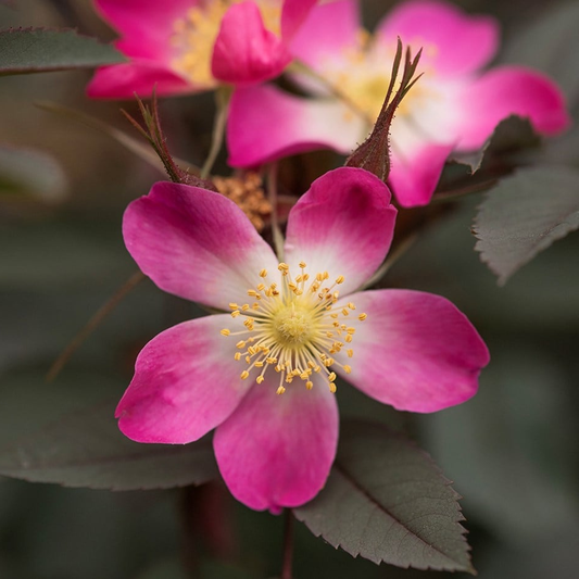 Rosa glauca - Bergroos in pot