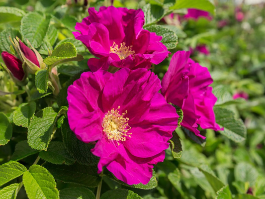Rosa rugosa - Japanse bottelroos in pot