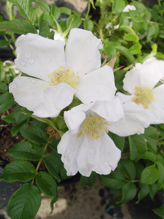 Rosa rugosa 'Alba' - Witte bottelroos in pot
