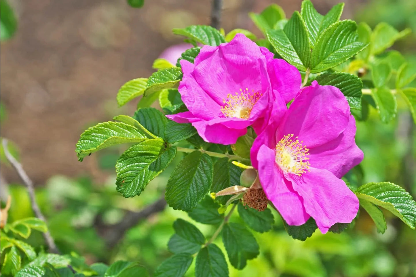 Rosa rugosa 'Rubra' - Bottelroos in pot