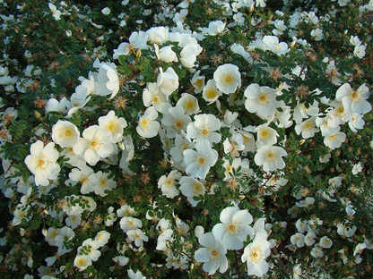 Rosa spinosissima - Duinroos blote wortel