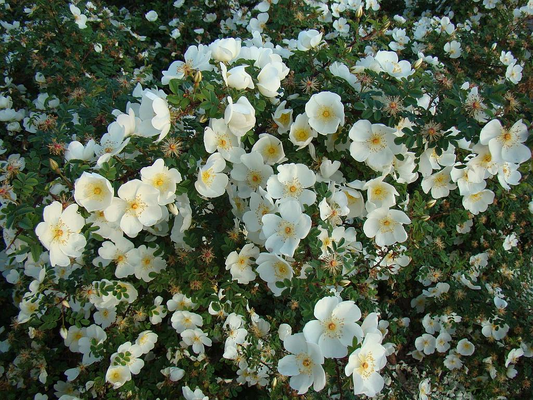Rosa spinosissima - Duinroos blote wortel