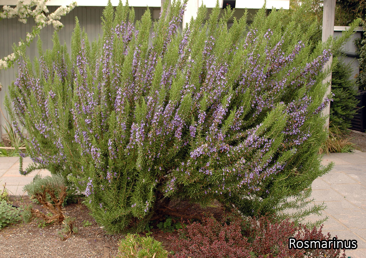 Borderpakket 'Mediterraan' - 5m² - 50 planten