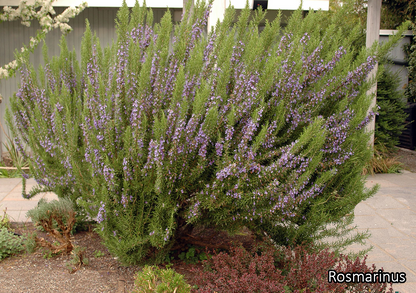 Borderpakket 'Mediterraan' - 5m² - 50 planten