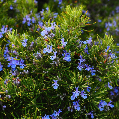 Rosmarinus officinalis - Rozemarijn