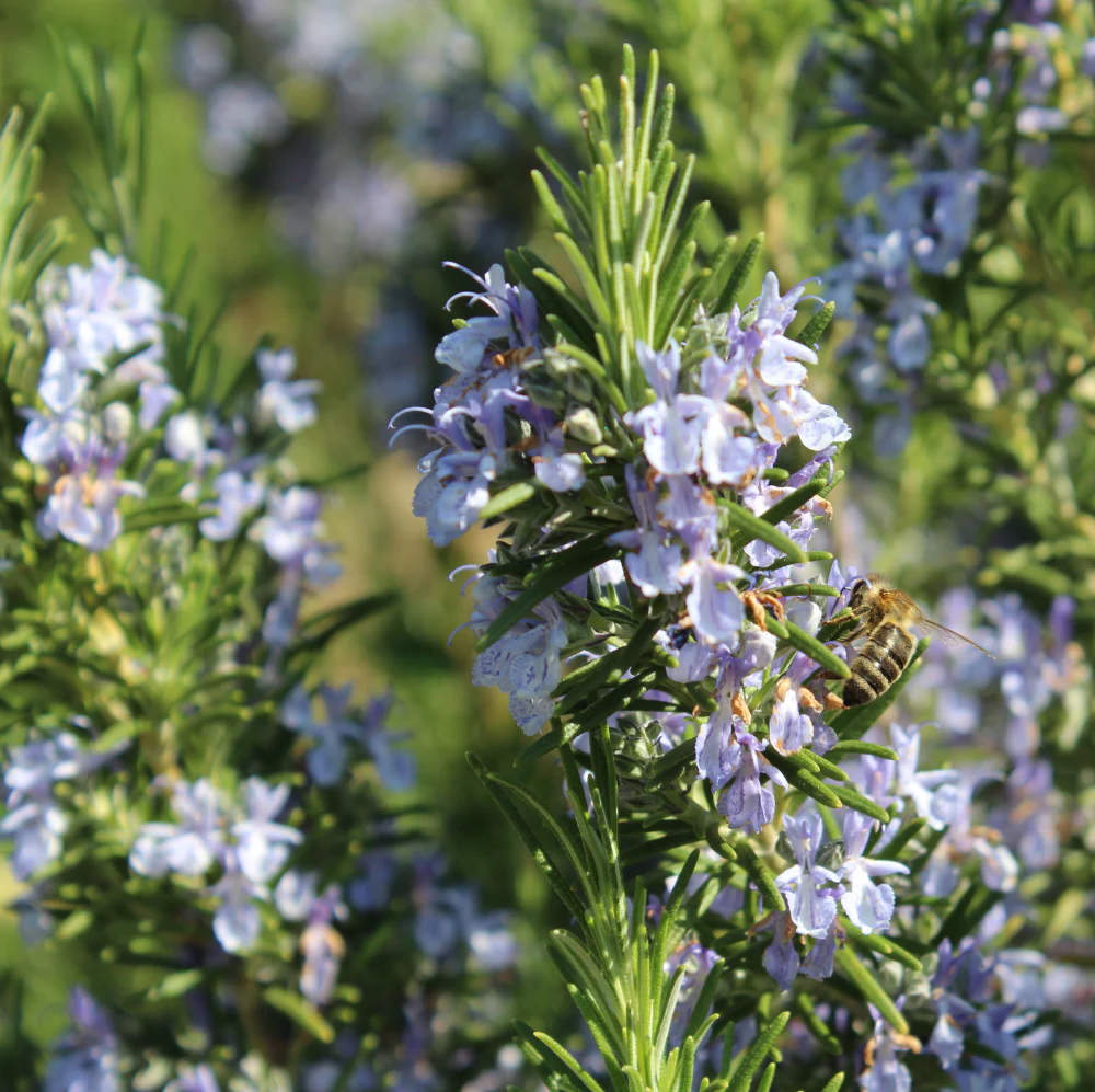 Rosmarinus officinalis 'Miss Jessopp's Upright' - Rozemarijn