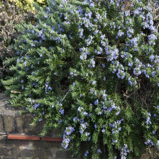 Dit is een bloeiende rozemarijnstruik met donkergroene, naaldvormige bladeren en zachte paarse bloemen. Perfect voor tuinieren en kookkunst, ideaal voor kruidenplanten in een tuin of op een balkon.