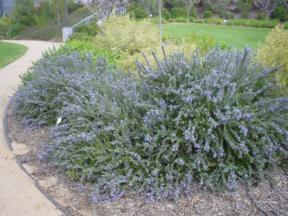 Rosmarinus officinalis 'Prostratus' - Kruiprozemarijn