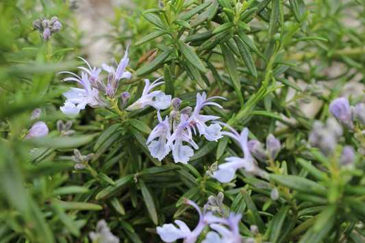 Dit is een bloeiende rozemarijnstruik met fijn, donkergroen naaldgebladerte en zachte paarse bloemen. Perfect voor tuinieren en kookgerechten, met een natuurlijke, kruidige uitstraling.