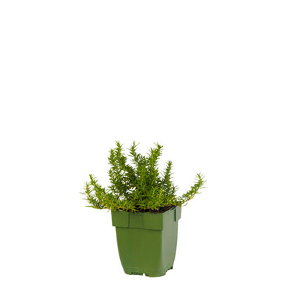 Rosmarinus officinalis 'Prostratus' - Kruiprozemarijn