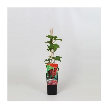 Ribes rubrum 'Rovada' - Rode Bessenstruik