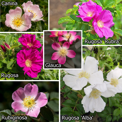 Rozenhaag - Haagmix in pot - Pakket voor 5 meter