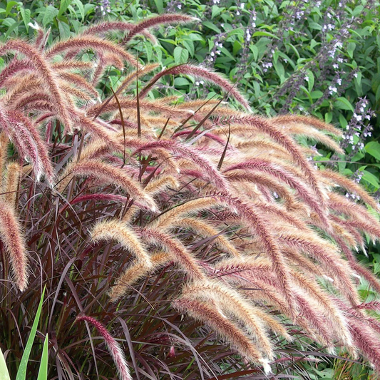 Pennisetum advena 'Rubrum' - Lampenpoetsersgras