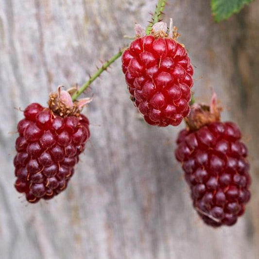 Rubus Tayberry - Braam-Framboos kruising