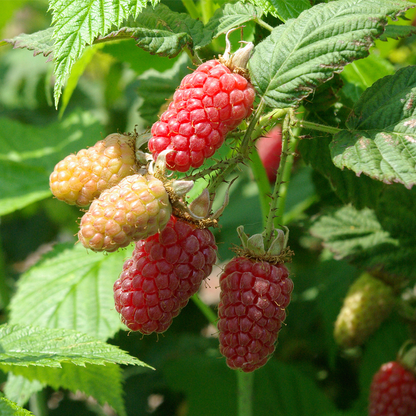 Klimfruit mix - Bessen, Bramen, Kiwi & Meer - Pakket van 10