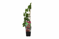 Rubus Tayberry - Braam-Framboos kruising