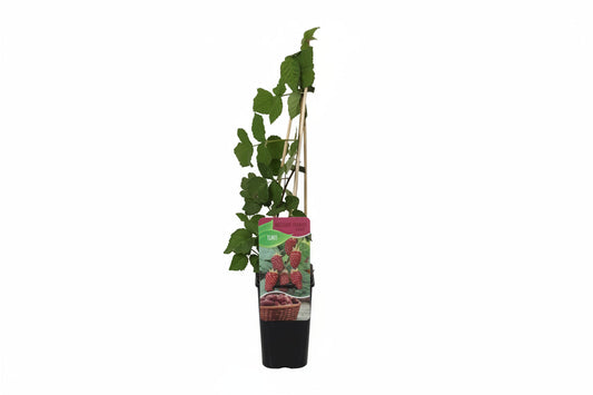 Een jonge, groene frambozenplant in een zwarte pot, met een houten steunstok en een kleurrijke verpakking die rijpe bessen toont. Geschikt voor tuin of balkon, perfect voor fruitteelt.