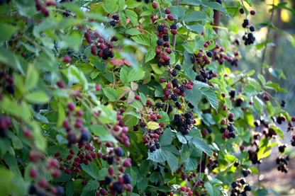 Klimfruit mix - Bessen, Bramen, Kiwi & Meer - Pakket van 10