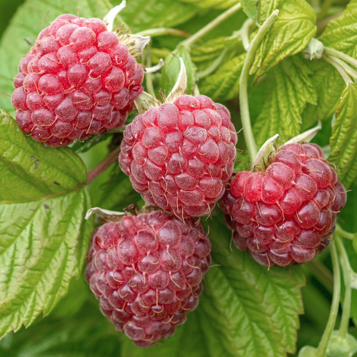 Klimfruit mix - Bessen, Bramen, Kiwi & Meer - Pakket van 10