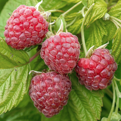 Klimfruit mix - Bessen, Bramen, Kiwi & Meer - Pakket van 10