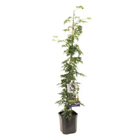 Rubus fruticosus Thornless Evergreen - Doornloze braam XL