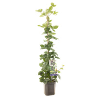 Rubus fruticosus Triple Crown - Doorloze braam XL