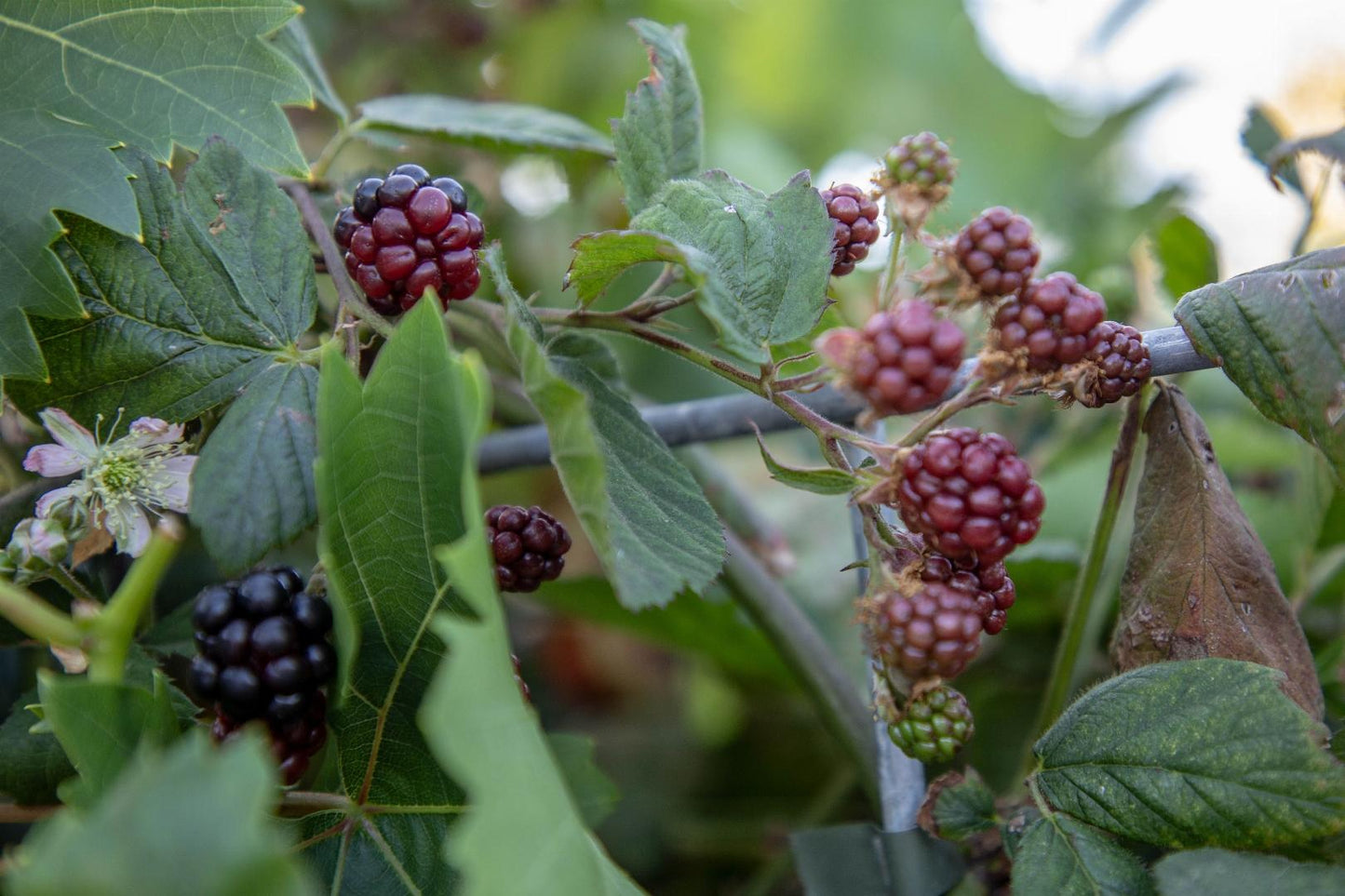 Rubus fruticosus - Gewone braam - Haagelement