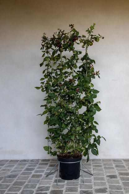 Rubus fruticosus - Gewone braam - Haagelement