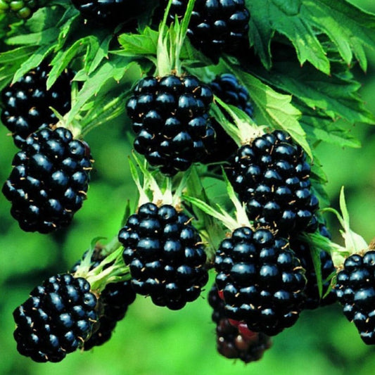 Rubus Fruticosus Thornless Evergreen - Doornloze braam