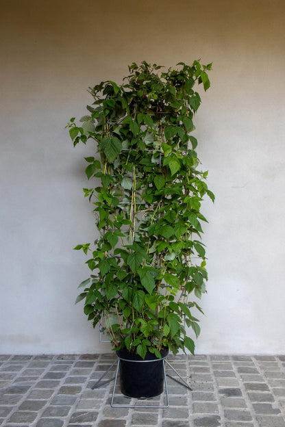 Rubus idaeus - Framboos - Haagelement