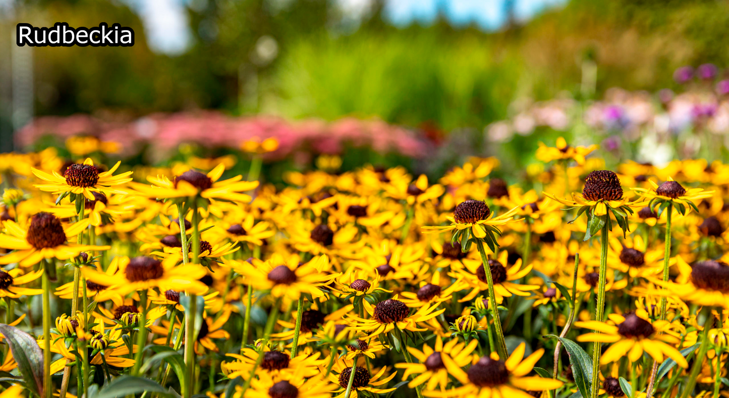 Borderpakket 'Nazomer & Kleur' - 5m² - 50 planten