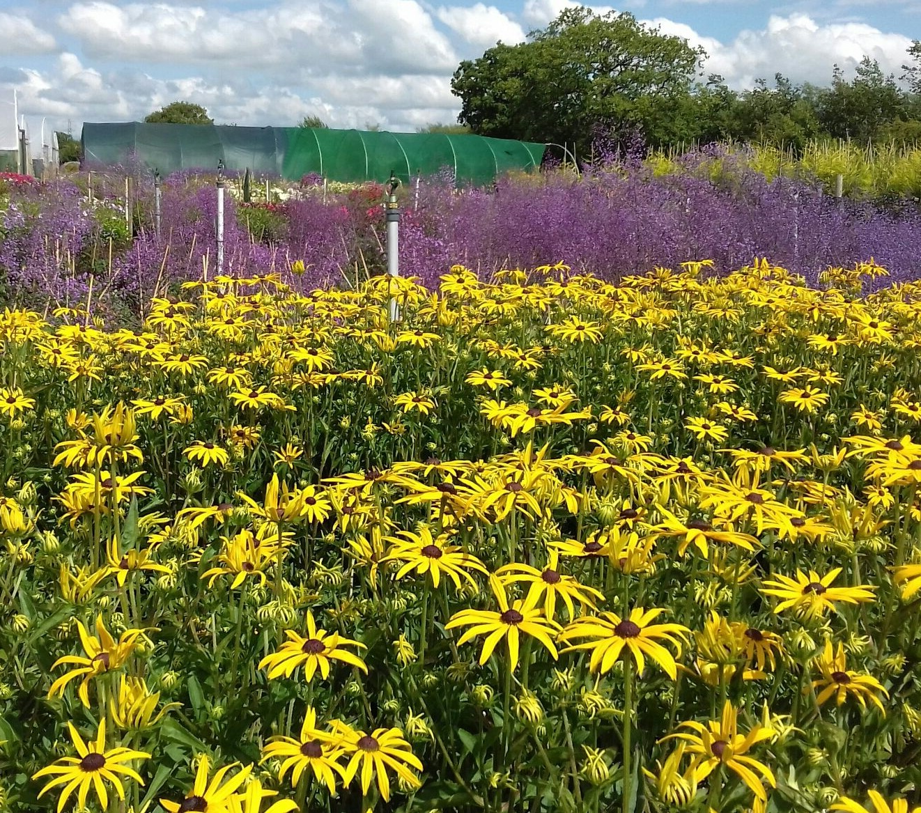 Rudbeckia fulgida 'Goldsturm' - Zonnehoed