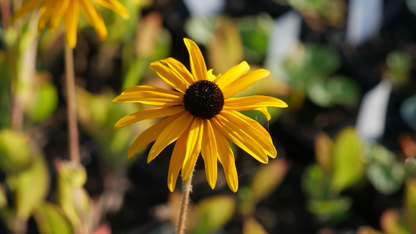 Rudbeckia fulgida 'Goldsturm' - Zonnehoed