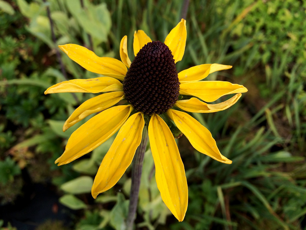 Rudbeckia maxima - Reuzenzonnehoed