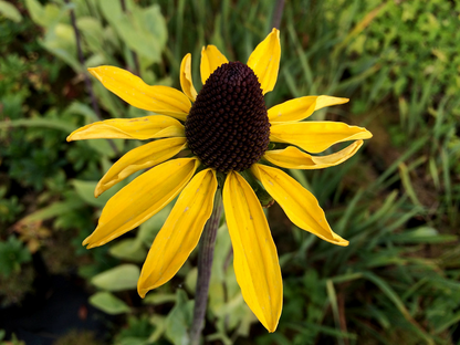 Rudbeckia maxima - Reuzenzonnehoed