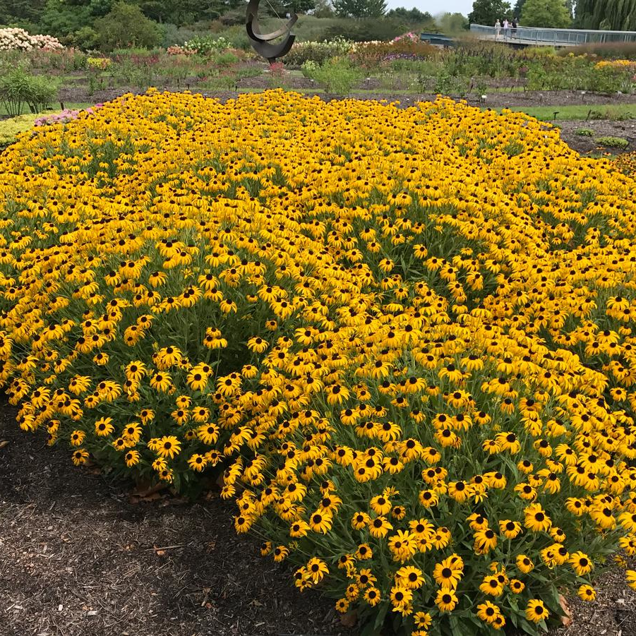 Rudbeckia fulgida 'American Gold Rush' - Zonnehoed