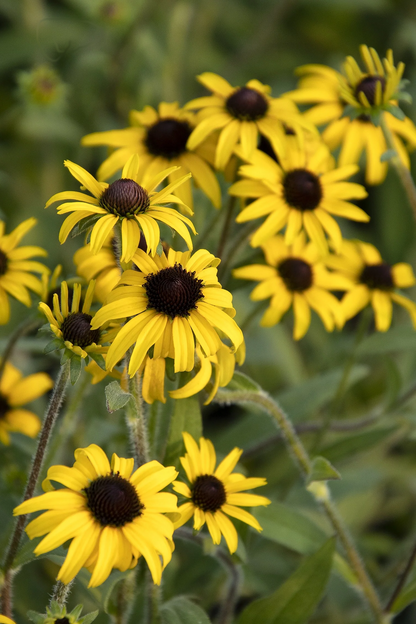 Rudbeckia fulgida 'American Gold Rush' - Zonnehoed